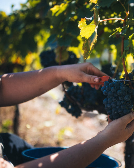 Cortando uvas de Mencía durante la vendimia en Adega Saiñas en Galicia