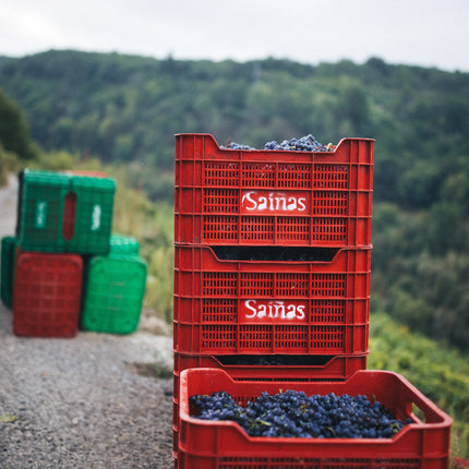Cajas apiladas con uvas de Mencía durante la vendimia en Adega Saiñas en Galicia