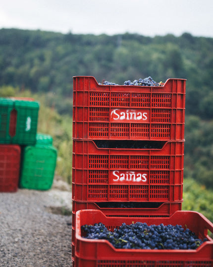 Cajas apiladas con uvas de Mencía durante la vendimia en Adega Saiñas en Galicia