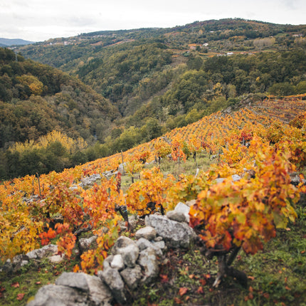 El viñedo Penacabada de Adega Saiñas en Otoño