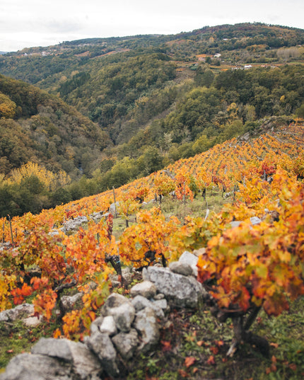El viñedo Penacabada de Adega Saiñas en Otoño