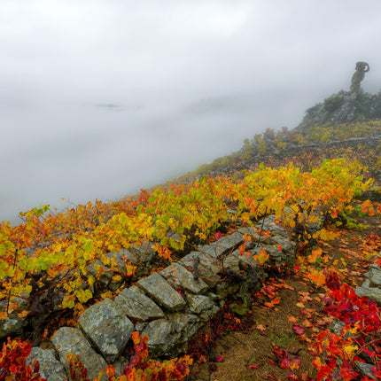 Un viñedo de Lagar do Vento en Otoño, en un día cubierto y con niebla densa