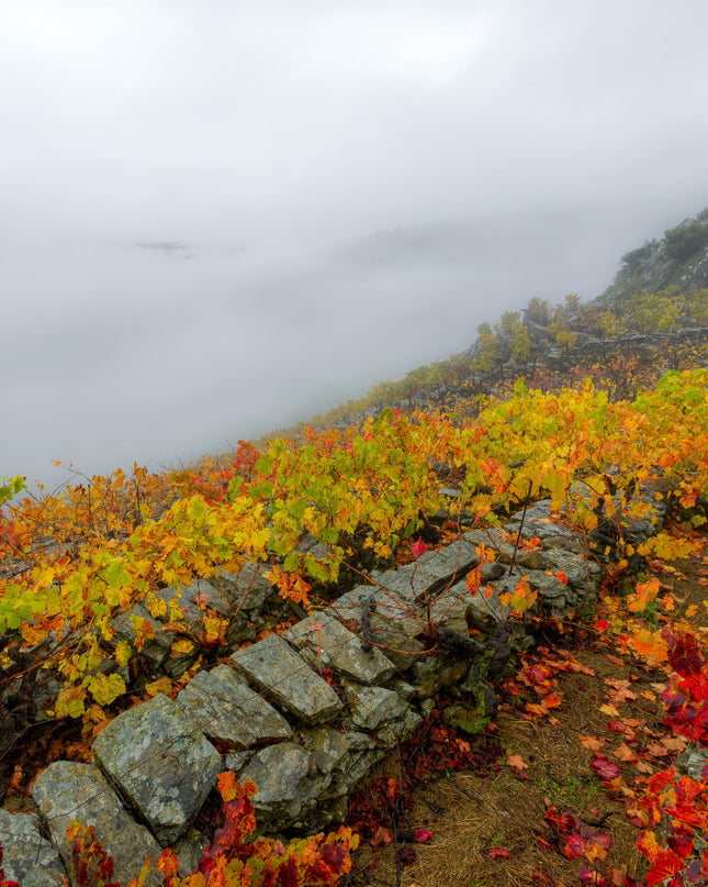 Un viñedo de Lagar do Vento en Otoño, en un día cubierto y con niebla densa