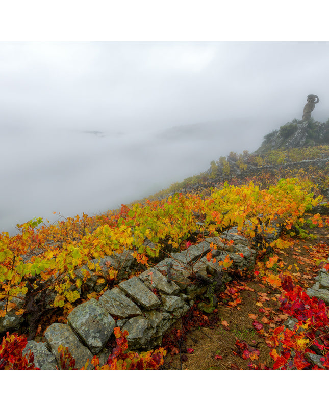 Un viñedo de Lagar do Vento en Otoño, en un día cubierto y con niebla densa