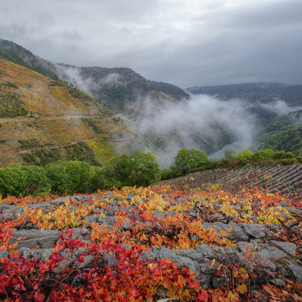 Un viñedo de Lagar do Vento en Otoño, en un día cubierto y con niebla