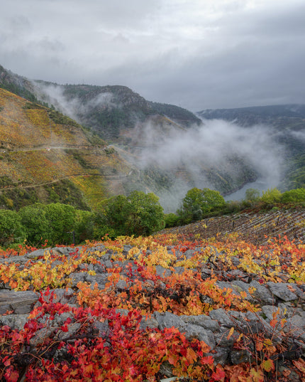 Un viñedo de Lagar do Vento en Otoño, en un día cubierto y con niebla
