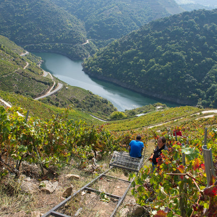 La vendimia en una bodega de la Ribeira Sacra con el Río Miño al fondo de la pendiente