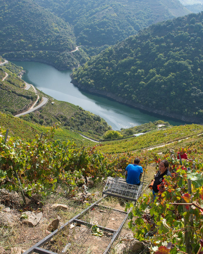 La vendimia en una bodega de la Ribeira Sacra con el Río Miño al fondo de la pendiente