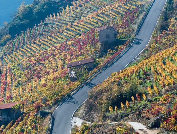 Panorámica de un viñedo Gallego en otoño en la ladera de una montaña, con casas rurales, atravesado por una carretera, con un rio al pie del valle.