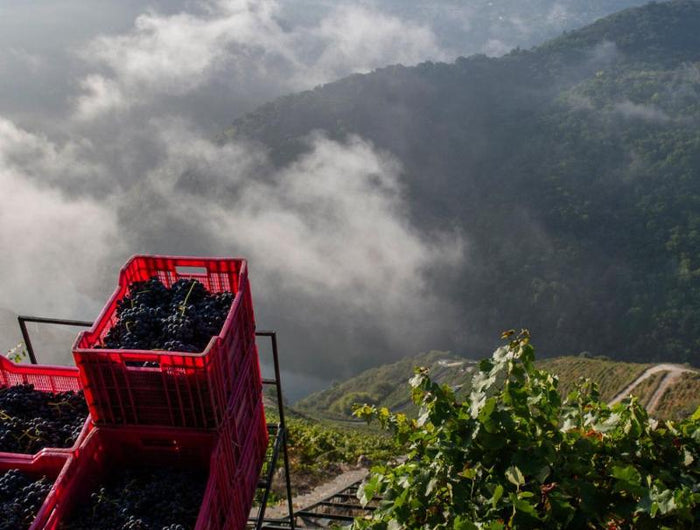 Cajas rojas llenas de uvas en un viñedo en pendiente, con montañas y nubes en el fondo en la Ribeira Sacra.