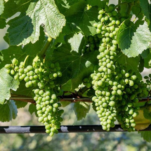 Primer plano de dos racimos de uvas Godello verdes y sus hojas colgando de una vid.