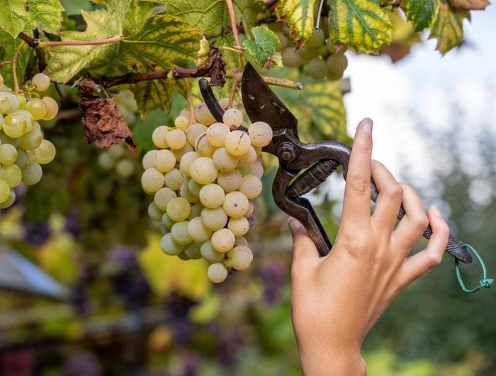 Mano de una persona cortando racimos de uvas maduras durante la vendimia, utilizando tijeras de podar.