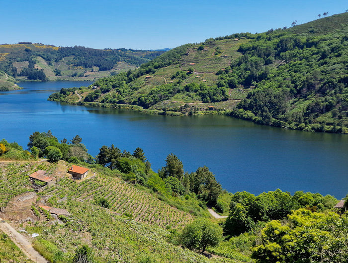 Panorámica de los viñedos ecológicos Gallegos, en las laderas del Río Miño, desde la Bodega Lagares de Clarabal.