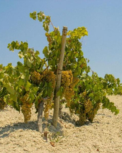 Un viñedo de uvas palomino en un suelo blanco de Albariza en el Marco de Jerez.