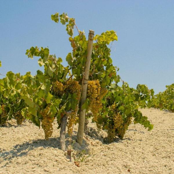 Un viñedo de uvas palomino en un suelo blanco de Albariza en el Marco de Jerez.