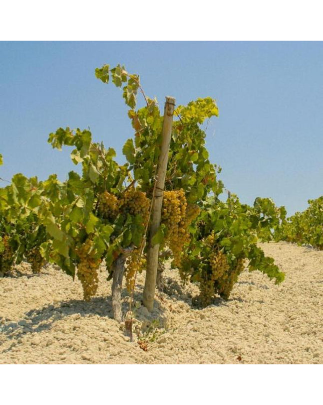 Un viñedo de uvas palomino en un suelo blanco de Albariza en el Marco de Jerez.