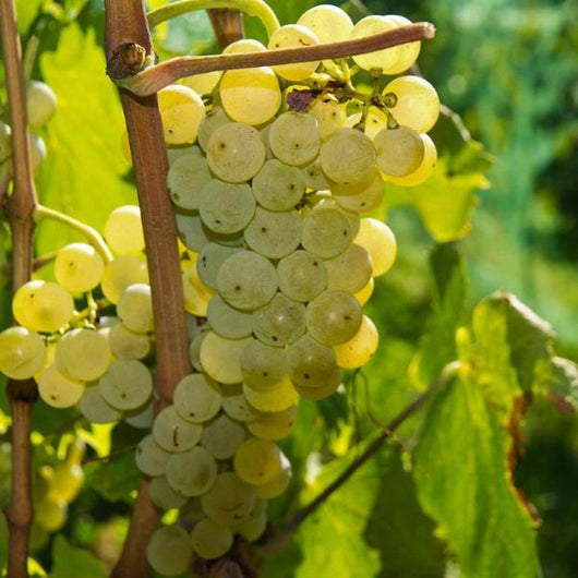 Primer plano de un racimo de uvas Malvasía, las uvas son blancas y maduras, colgando de una vid.