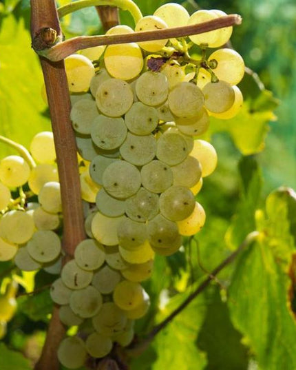 Primer plano de un racimo de uvas Malvasía, las uvas son blancas y maduras, colgando de una vid.