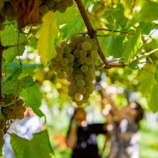 Racimo de uvas maduras colgando de la vid, con personas trabajando en la vendimia al fondo, desenfocadas.