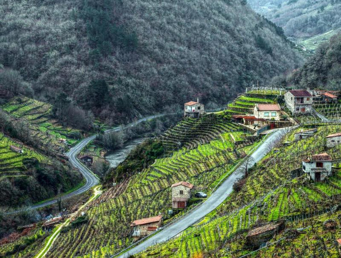 Viñedo Gallego en la ladera de una montaña cerca del rio, cruzado por una carretera.