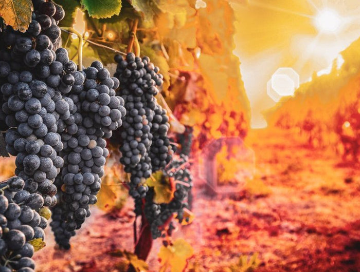 Una hilera de un viñedo de uvas tintas al atardecer con colores naranjas.