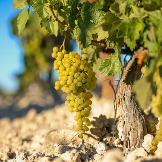 Un racimo de uvas de Palomino, colgando de una vid sobre el suelo blanco de albariza.