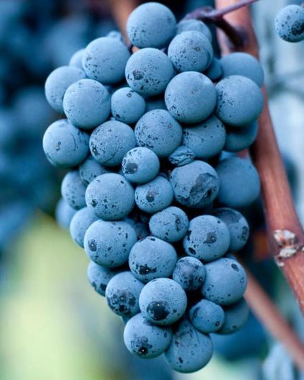 Primer plano de un racimo de uvas Pinot Noir, las uvas están maduras y son de un intenso color azul, colgando de una vid.