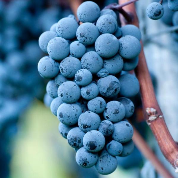 Primer plano de un racimo de uvas Pinot Noir, las uvas están maduras y son de un intenso color azul, colgando de una vid.