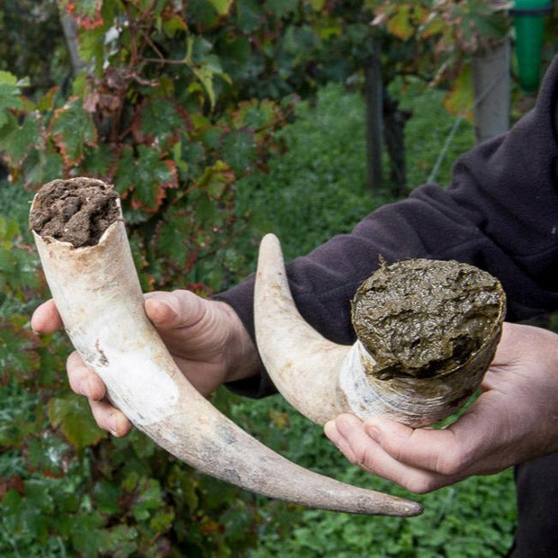  Preparado 500, de agricultura biodinámica, se elabora llenando un cuerno de bue con estiércol de animales herbívoros. Sostenido por un hombre en un viñedo.