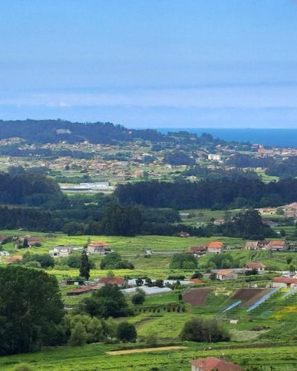 Panorámica de las Rias Baixas con viñedos y casas y el Oceano Atlántico al fondo.