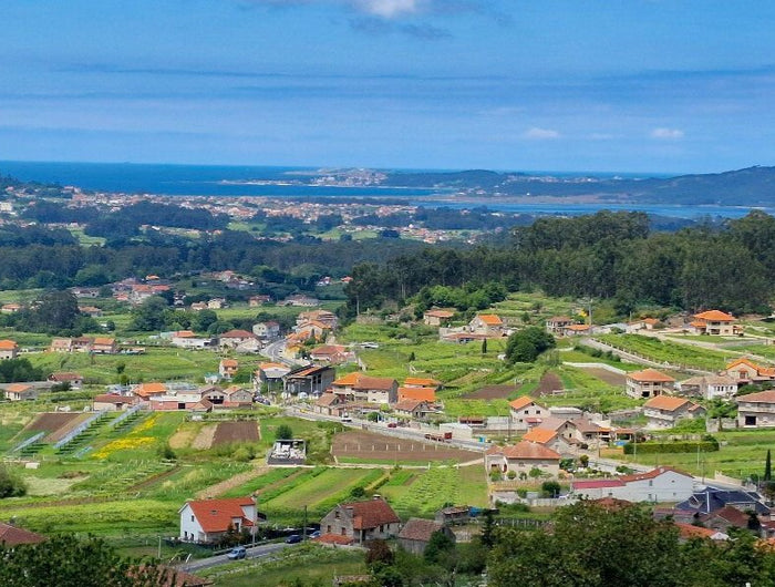 Panorámica de los viñedos de uva Albariño en las Ria de Arosa desde Meaño, con el Atlántico al fondo, con casas rurales Gallegas.