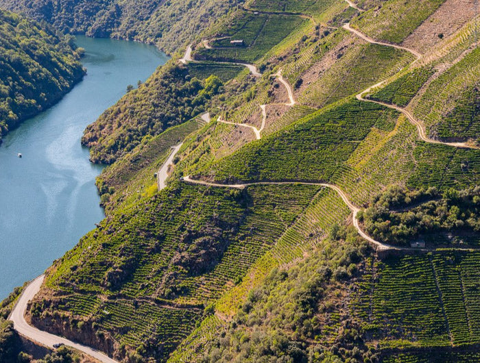 Viñedos orgánicos en una ladera muy empinada en bancales hacia el rio Miño, en la Ribeira Sacra en Galicia.