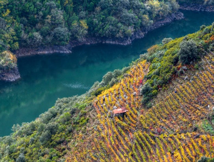 Valle atravesado por un rio Gallego, a la derecha hay un viñedo orgánico en pendiente en Otoño, la otra margen del rio es montañosa con arboles.