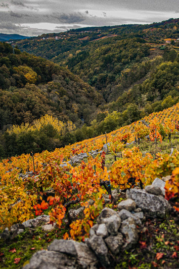 Viñedo Penacabada de Adega Saiñas en Galicia. Muestra las hojas con un color rojizo Otoñal en un día nublado. Versión móvil.