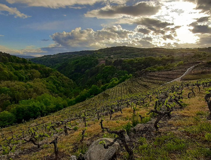 Panorámica de un viñedo orgánico de la Bodega Saiñas al atardecer, el cielo esta nublado y el paisaje es montañoso.