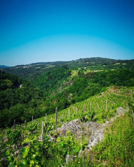 Viñedo con vides de cultivo orgánico en Granxa Vella, en la Ribeira Sacra, con filas ordenadas y un paisaje verde que se extiende hasta el horizonte.