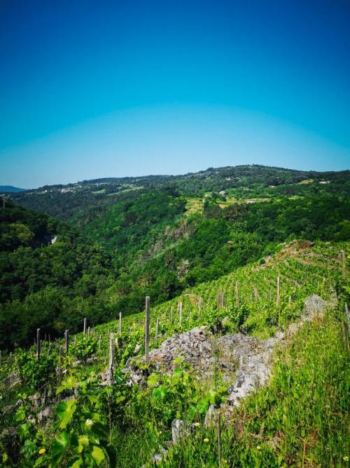 Viñedo con vides de cultivo orgánico en Granxa Vella, en la Ribeira Sacra, con filas ordenadas y un paisaje verde que se extiende hasta el horizonte.