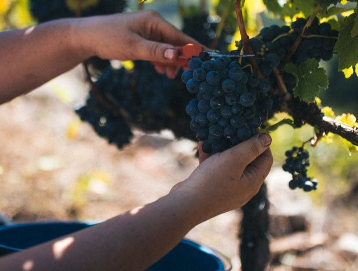 Vendimia de uvas de Mencía en un viñedo de la bodega Saiñas en Galicia, mostrando el corte del racimo.