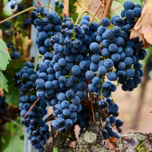 Primer plano de unas uvas de tempranillo colgando de un parra, en un viñedo en La Rioja.