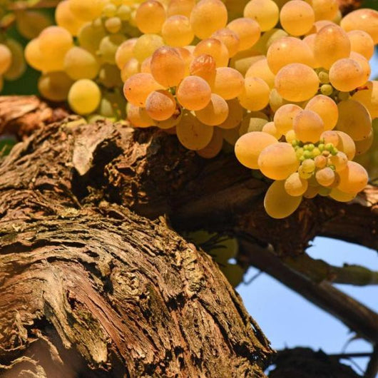 Primer plano de uvas de Treixadura maduras colgando de una vid en un viñedo Gallego.