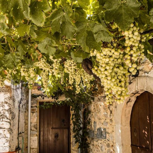 Una parra de vino Albariño con uvas maduras colgando, a la entrada de la bodega. Es una edificación de piedra típica de Galicia.