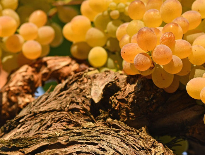 Primer plano de uvas maduras de Treixadura colgando de una vid en un Viñedo en Galicia.