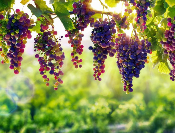 Uvas de vino tinto colgadas de una parra en un viñedo Gallego en el momento del envero, cambiando de color.