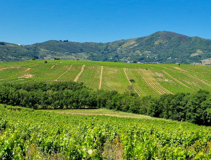 Viñedos Orgánicos de Mencía y Godello de viñas viejas en el Bierzo, la parcela más grande del mundo en una sola pieza. En un primer plano versión móvil.