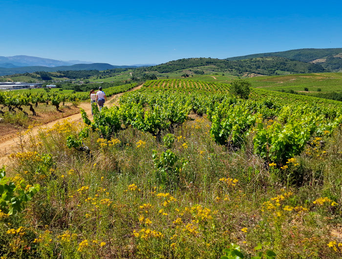 Viñedos Orgánicos de Mencía y Godello de viñas viejas en el Bierzo, la parcela más grande del mundo en una sola pieza.Julia y Angela.