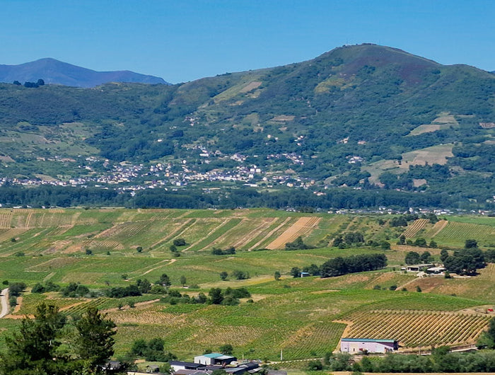 Viñedos Orgánicos de Mencía y Godello de viñas viejas en el Bierzo, la parcela más grande del mundo en una sola pieza. Versión Móvil.