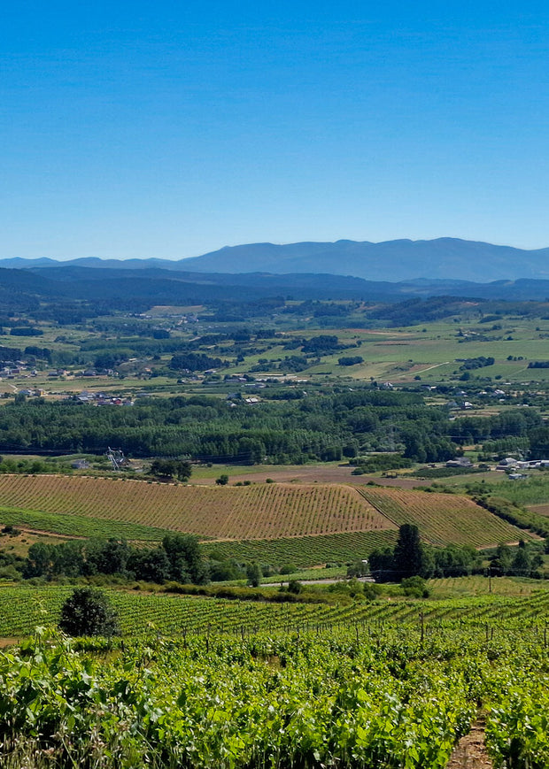 Viñedos Orgánicos de Mencía y Godello de viñas viejas en el Bierzo, de José Antonio García, versión móvil.