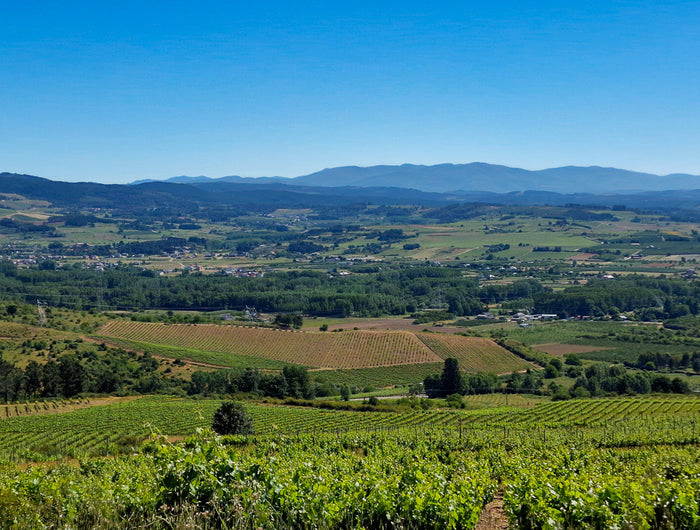 Viñedos Orgánicos de Mencía y Godello de viñas viejas en el Bierzo, de José Antonio García.