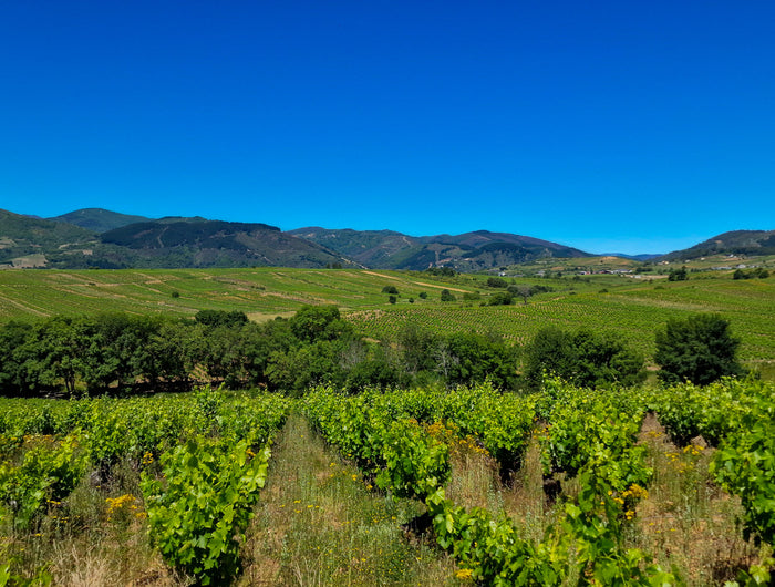 Viñedos Orgánicos de Mencía y Godello de viñas viejas en el Bierzo, la parcela más grande del mundo en una sola pieza.