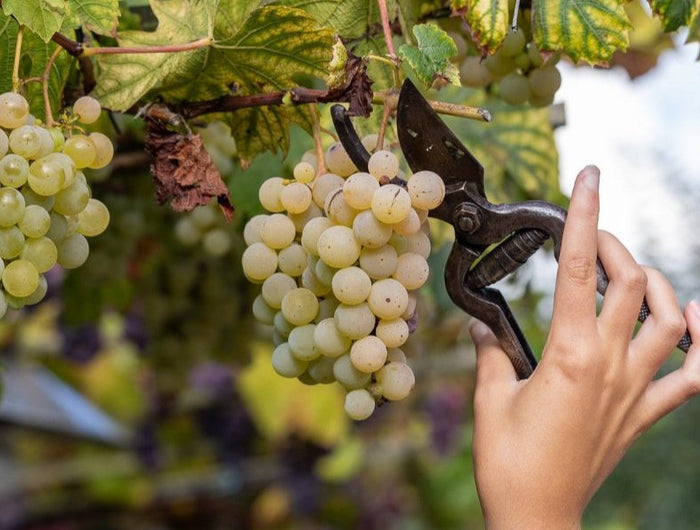 Una mano de una mujer está vendimiando un racimo, de uvas blancas de Albariño, en un viñedo Gallego en parra.